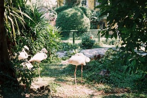 The flamingos in zoo