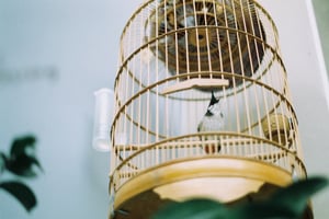 Little bird in cage