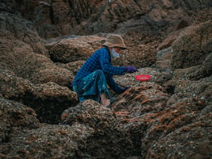 Cạy hàu kiếm sống
