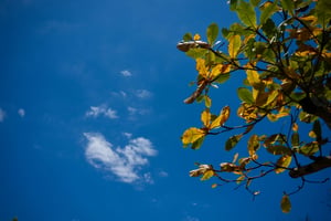Leaves and the sky