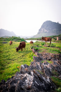 Đàn bò trên đồng cỏ xanh