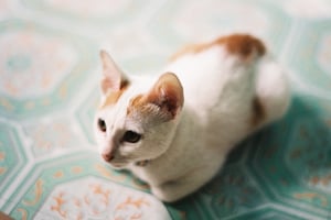 Chú mèo trắng cam nằm trên nền gạch hoa