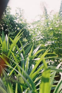 Natural leaves wallpaper
