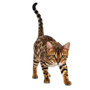 Bengal Kitten