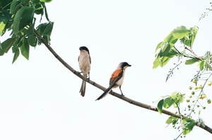 Một đôi chim sẻ