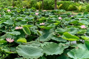 A small pond full of bloomed lotus flowers