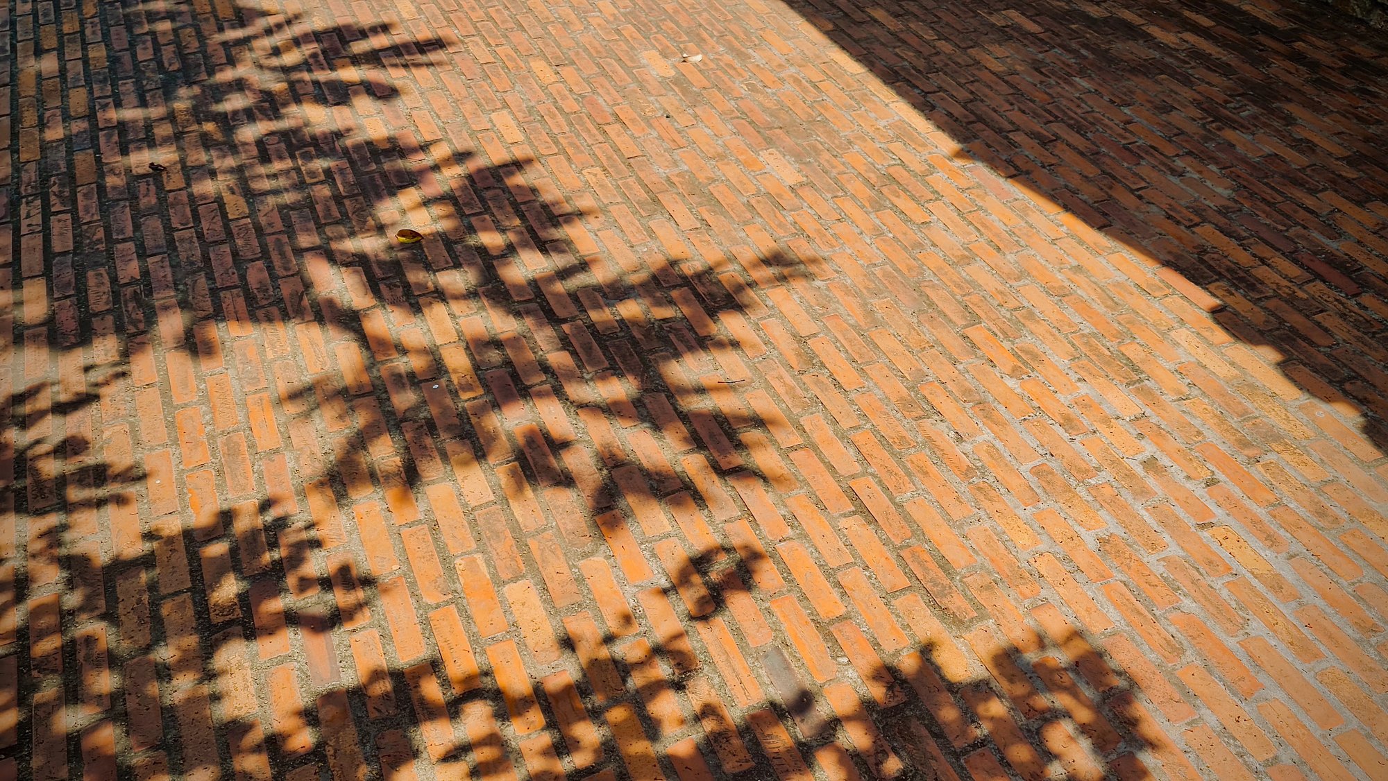 Leaves shadow on brick ground