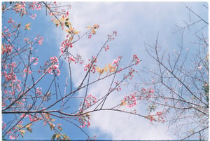Cành hoa mai anh đào nở rộ dưới nền trời xanh