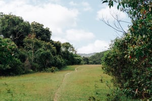 Lối nhỏ vào rừng xanh