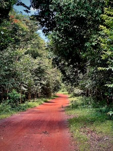 Đường đất đỏ giữa rừng