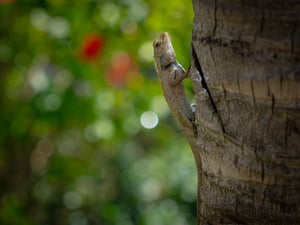 Changeable Lizard