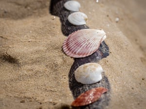 Sea Shells Wallpaper
