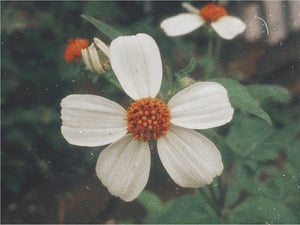 White Flower