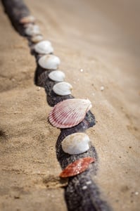 A chain of sea shells