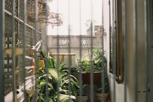 Khu vườn nhỏ bên kia hàng rào