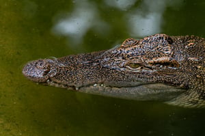 Crocodile Alligator: Cá sấu trong Sở thú