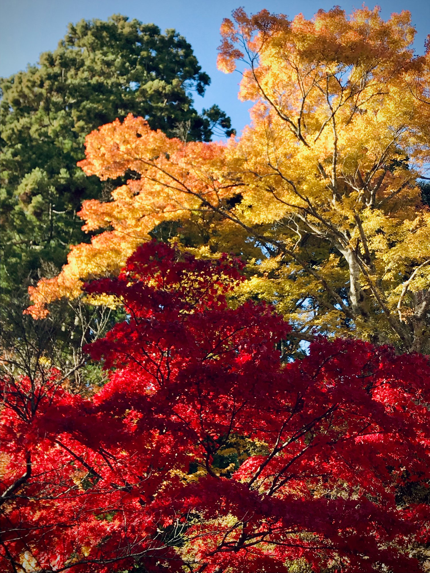 Sắc lá mùa thu Nhật Bản