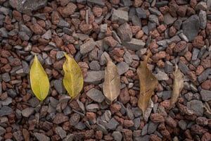 5 stages of leaves wallpaper