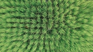 Rice field pattern from aerial view