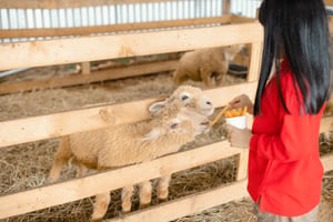 Feeding the sheep