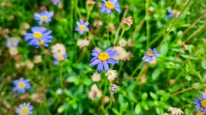 Blue Daisies (Felicia Amelloides)