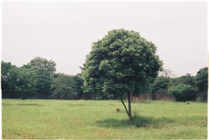 Một cây cô đơn trên bãi cỏ xanh