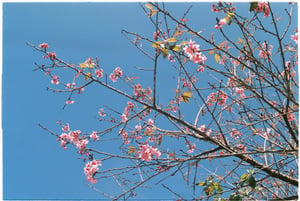 Cành hoa mai anh đào