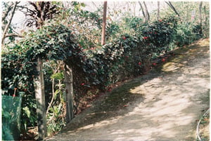 Giàn hoa trên bờ tường