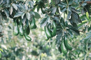 Những quả bơ nặng trĩu