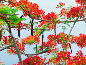 Phượng vĩ (royal poinciana)