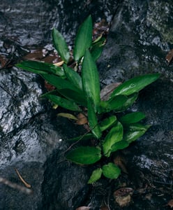 Leaves and Rock