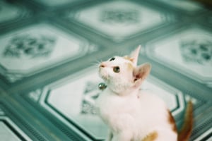 Little cat with big eyes