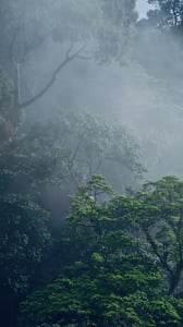 Forest Fog