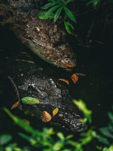 Cá sấu: Sát thủ đầm lầy