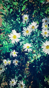 White Daisies