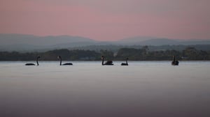 Black swans on a peaceful lake