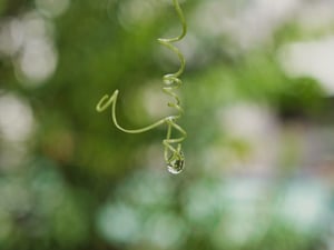 A rain-drop / water-drop / morning-dew