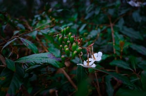 Polyspora axillaris