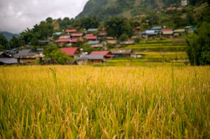 Small Village On Golden Field