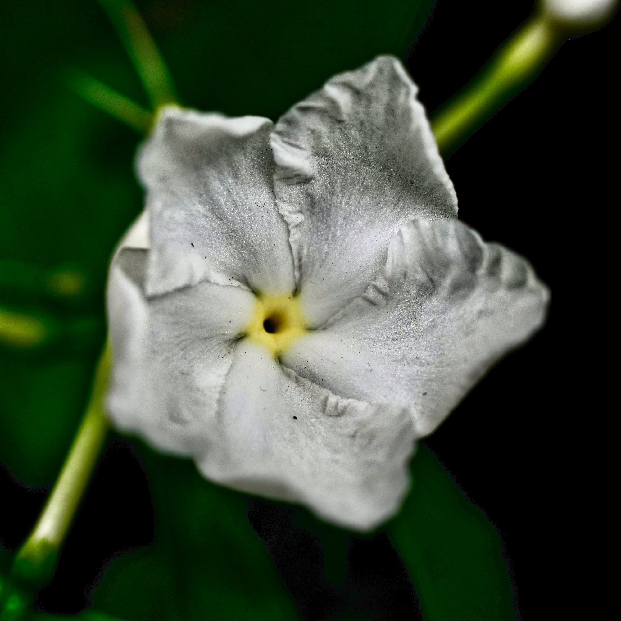 A macro shot of a flower