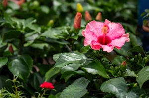 Hibiscus Flower