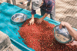 Thu hoạch cà phê