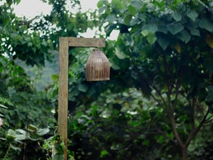Cây đèn giữa rừng
