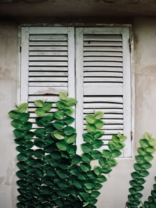 Cây leo bên thềm cũ