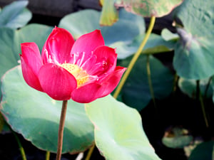 Red Lotus