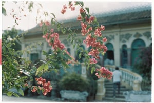 Những cành hoa giấy