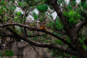 Orange on a green tree Wallpaper