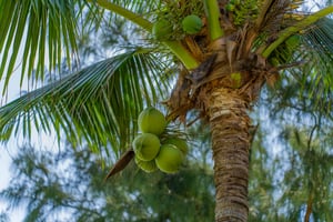 Coconut Tree Wallpaper