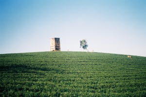 Beautiful green tea plantation hill under a clear blue sky