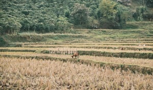 Chú dê trên cánh đồng khô cằn